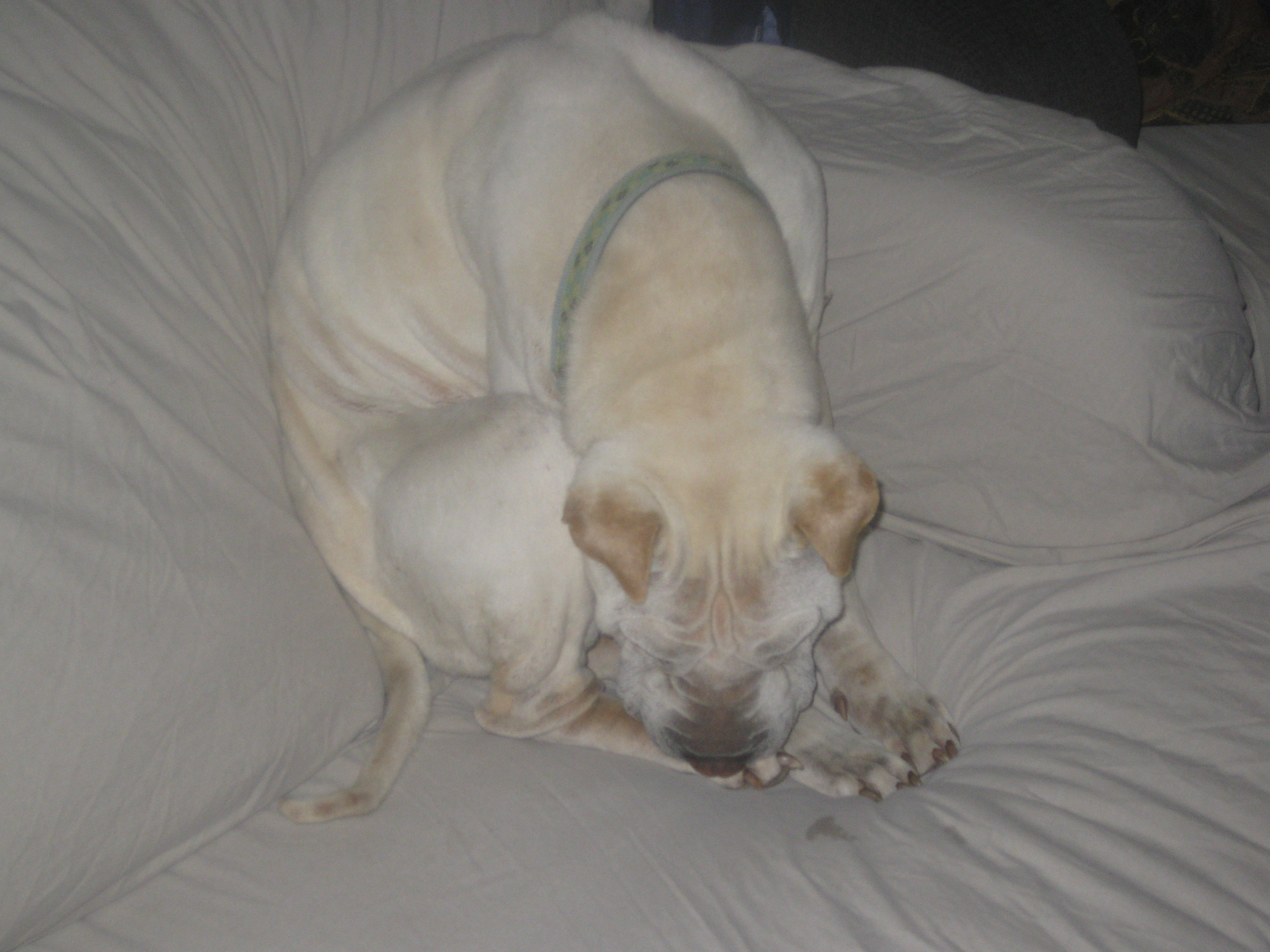 Skunked! | Dog Star Daily